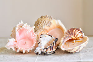 OOAK Seashell Shimmery Soy Candle | Set of 4