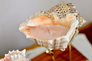 OOAK Seashell Shimmery Soy Candle | L | Rapa Whelk