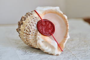 OOAK Seashell Shimmery Soy Candle | L | Rapa Whelk