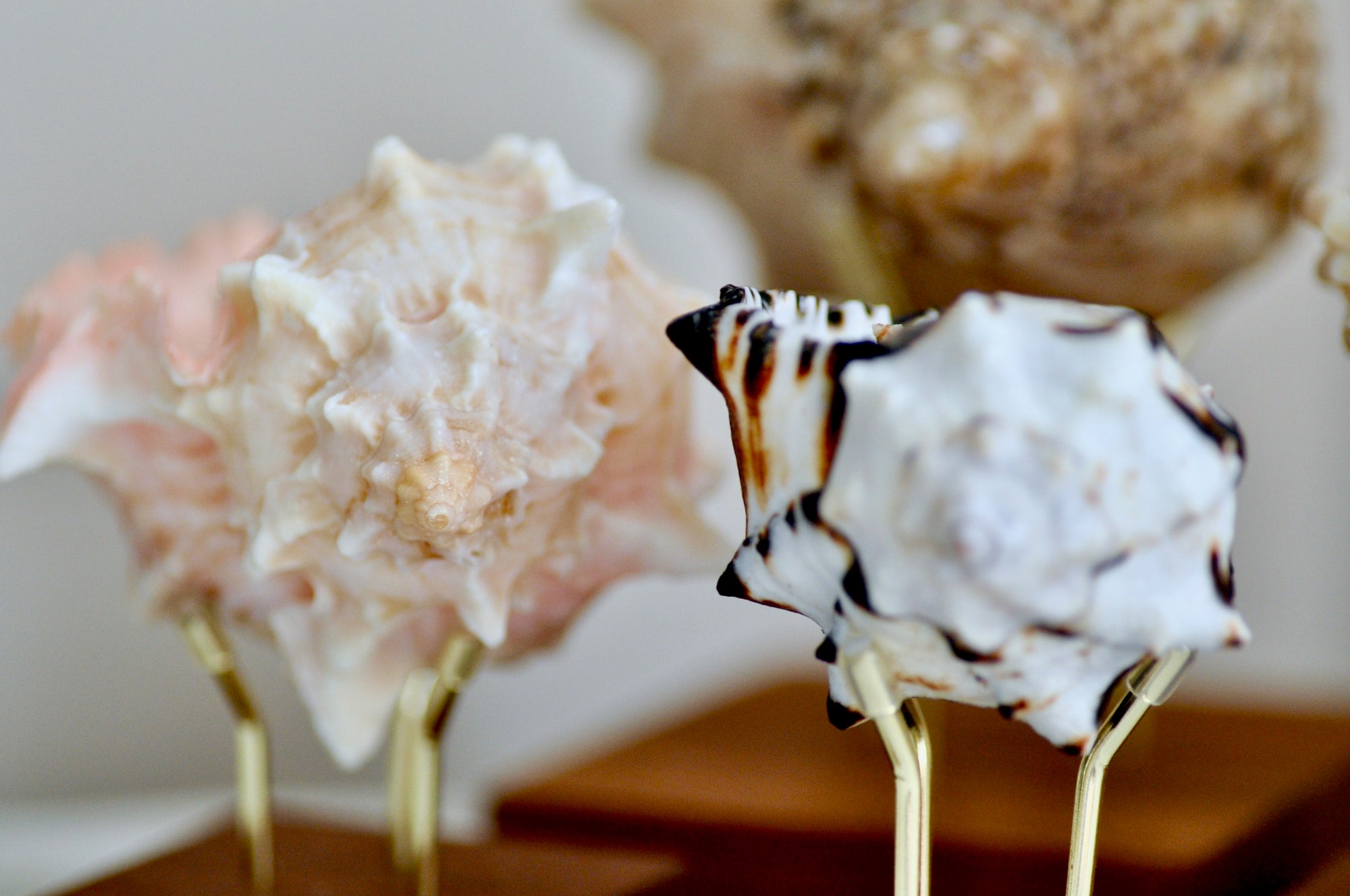 OOAK Seashell Shimmery Soy Candle | L | Rapa Whelk