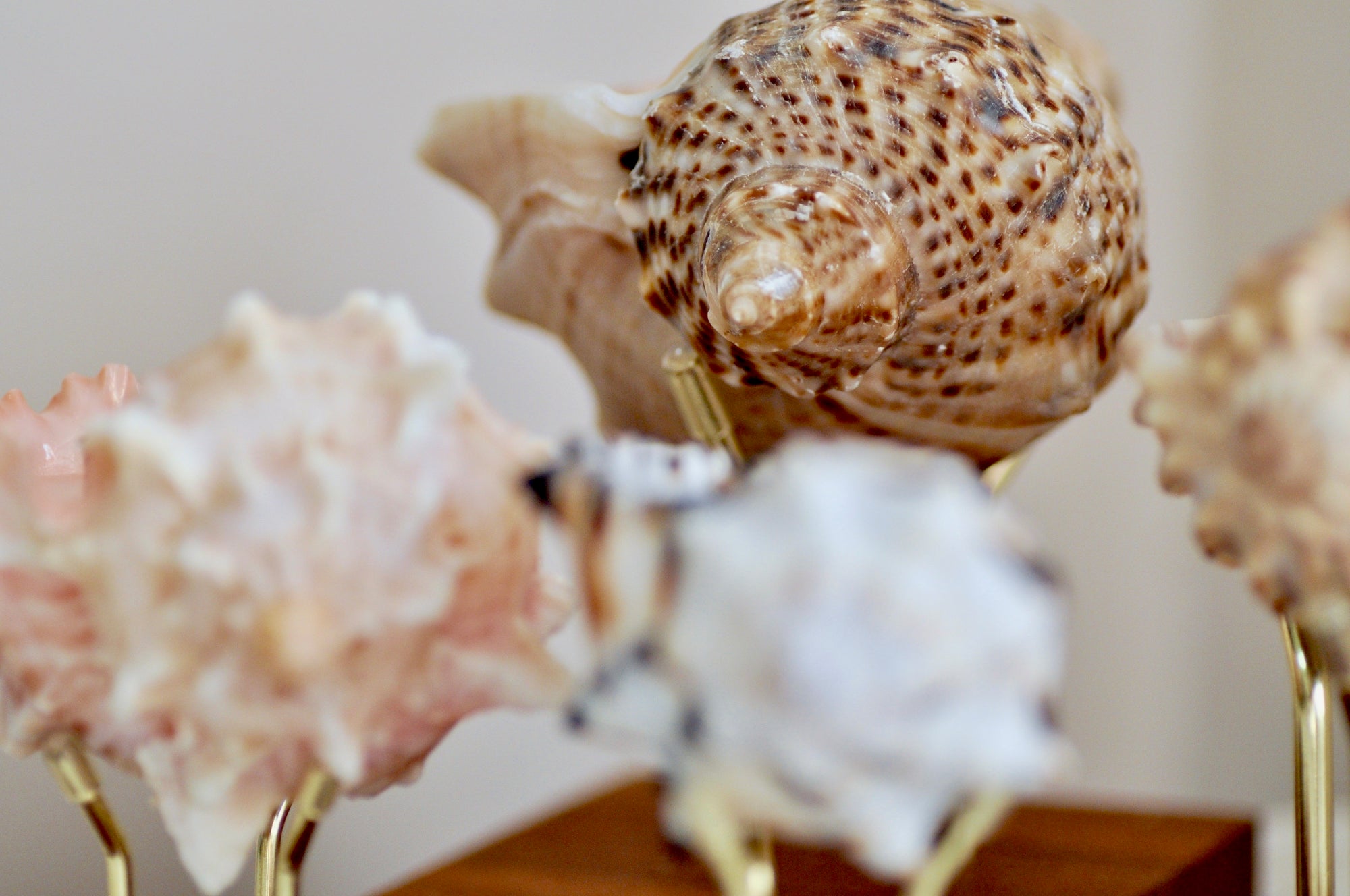 OOAK Seashell Shimmery Soy Candle | L | Rapa Whelk