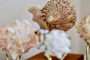 OOAK Seashell Shimmery Soy Candle | Set of 4