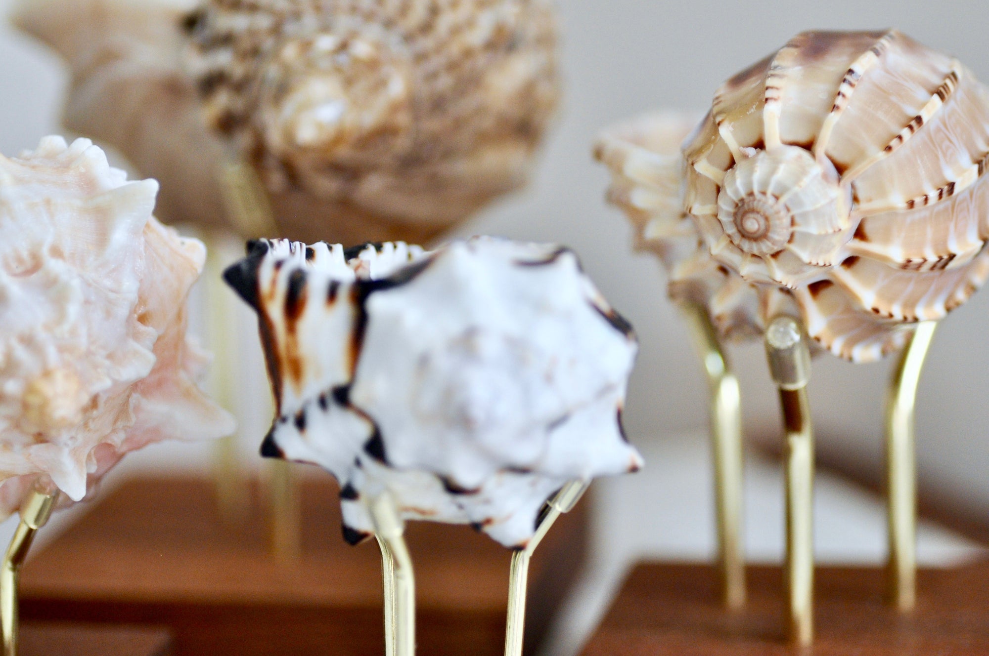 OOAK Seashell Shimmery Soy Candle | Set of 4