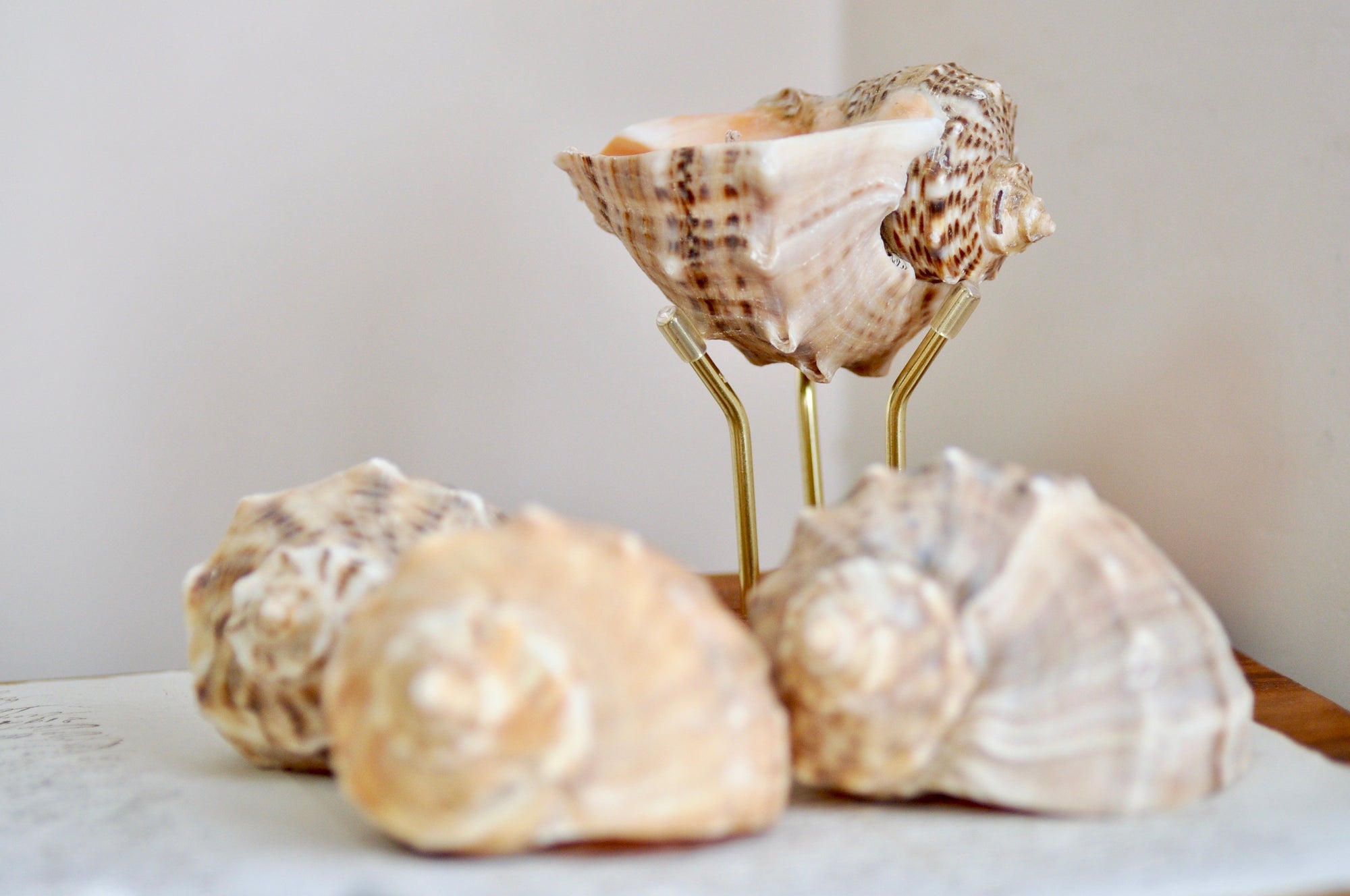 OOAK Seashell Shimmery Soy Candle | L | Rapa Whelk