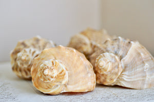 OOAK Seashell Shimmery Soy Candle | L | Rapa Whelk