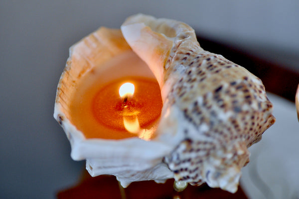 OOAK Seashell Sea Shell Shimmery Soy Candle | L Rapa Whelk