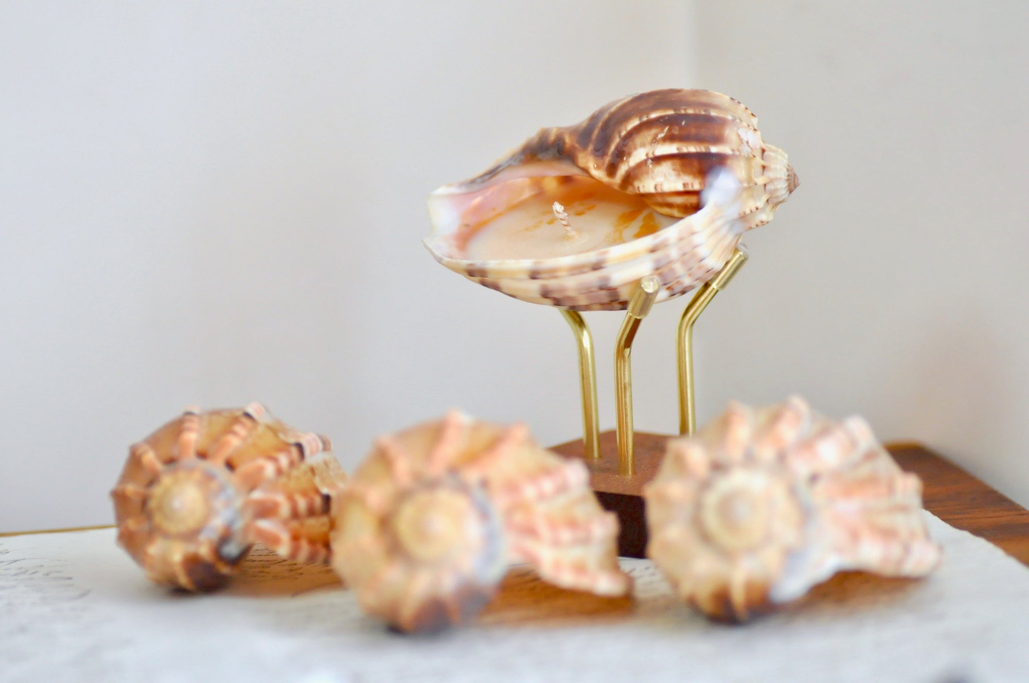 OOAK Seashell Shimmery Soy Candle | M | Harpa Major