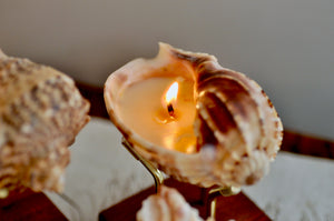 OOAK Seashell Shimmery Soy Candle | M | Harpa Major