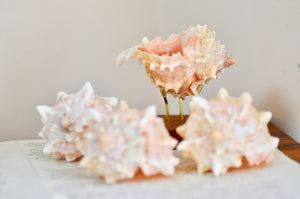 OOAK Seashell Shimmery Soy Candle | S | Rose Murex