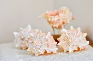 OOAK Seashell Shimmery Soy Candle | S | Rose Murex