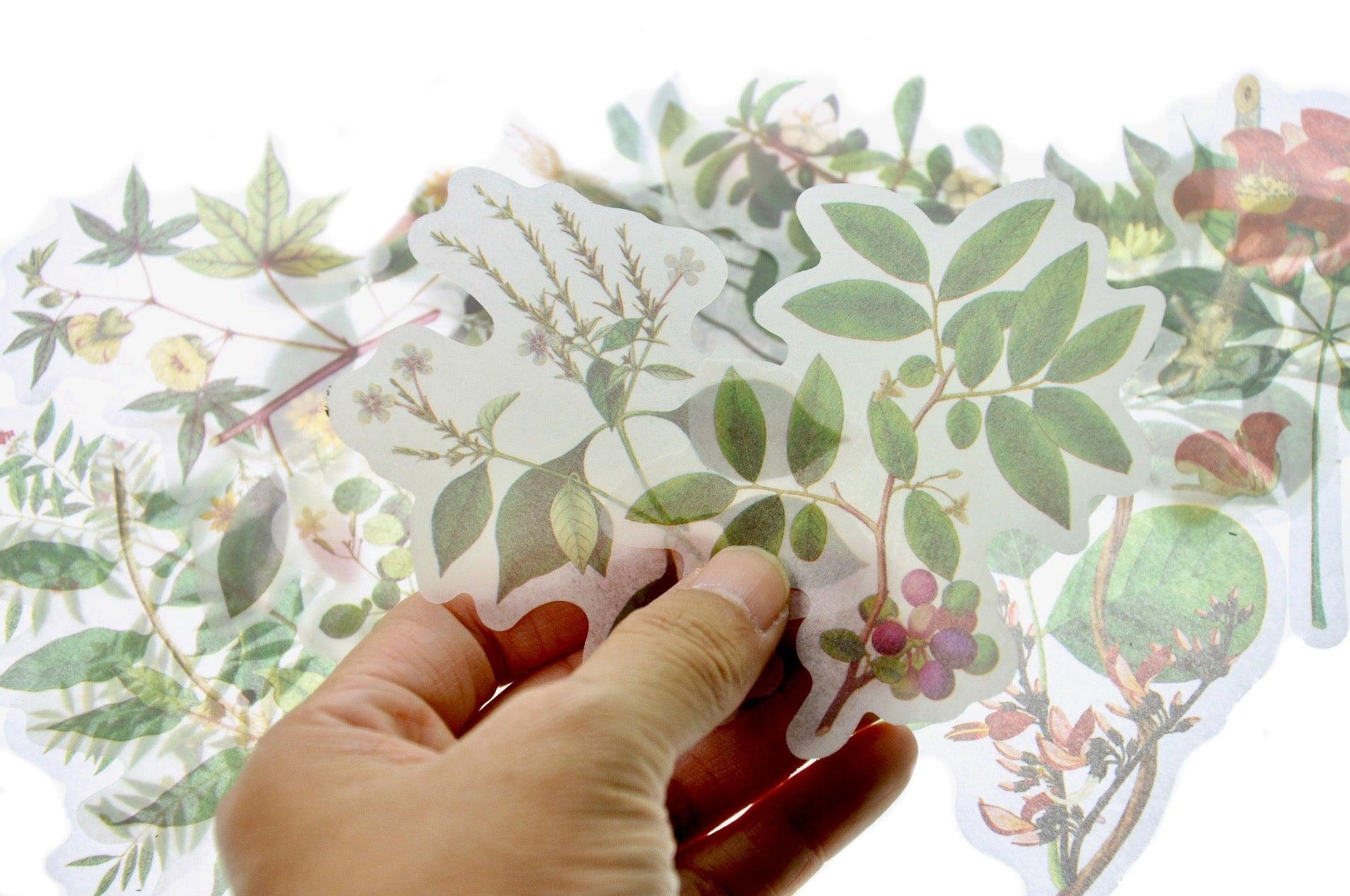 Translucent Stickers Set | Plants - Backtozero B20 - Botanical, Green, paper, Plant, plants, sticker, translucent, washi