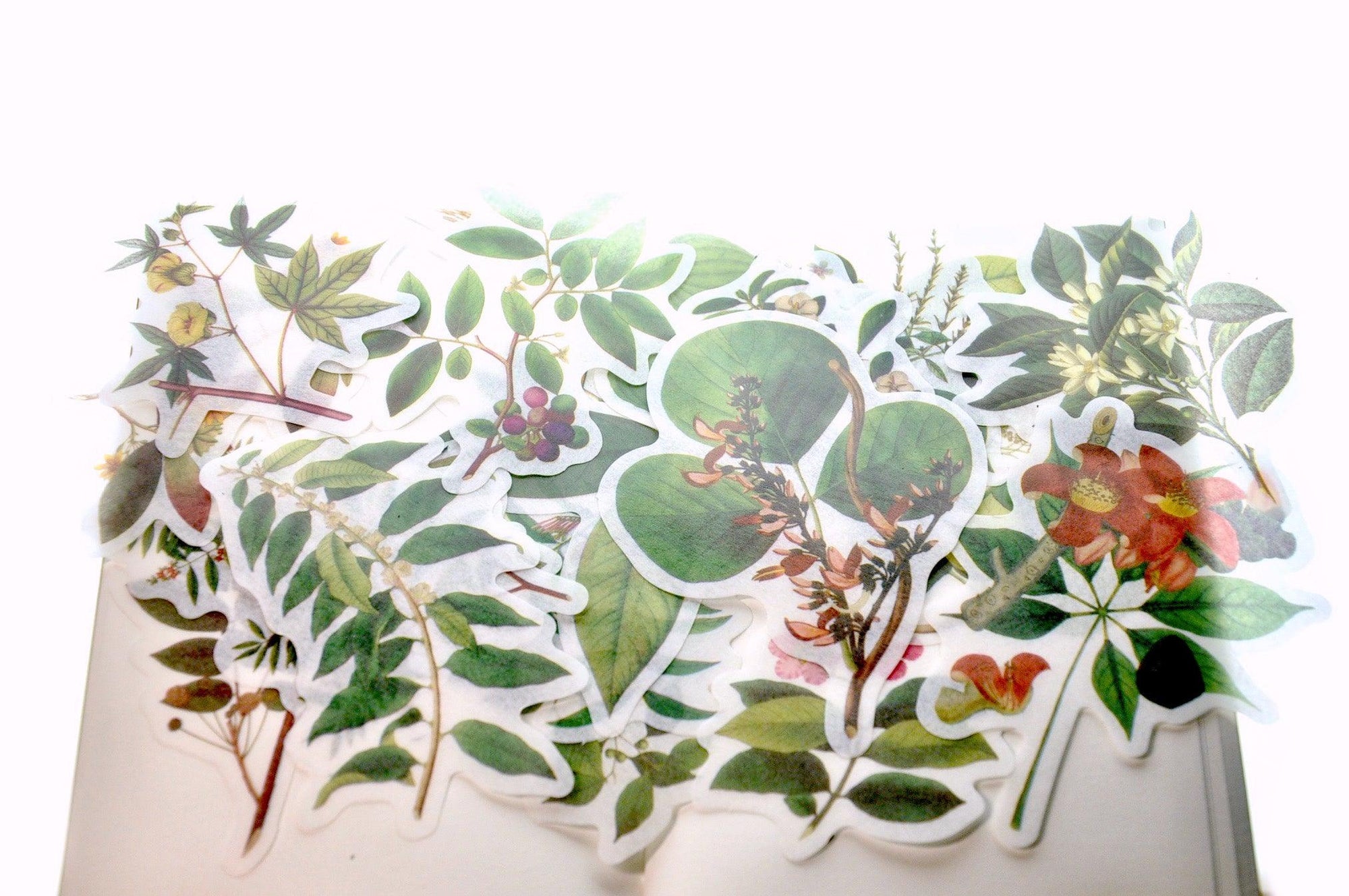 Translucent Stickers Set | Plants - Backtozero B20 - Botanical, Green, paper, Plant, plants, sticker, translucent, washi