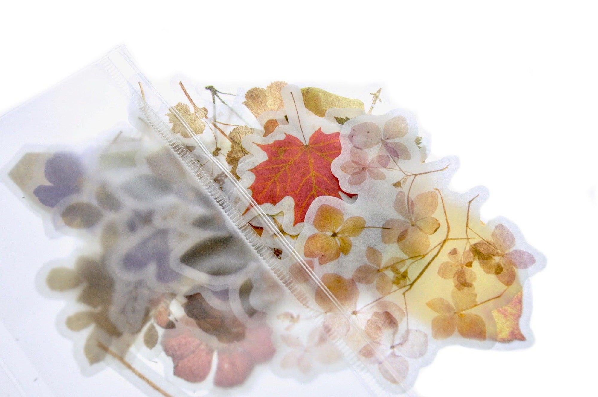 Translucent Stickers Set | Pressed Flowers & Leaf - Backtozero B20 - Botanical, floral, Flower, flowers, Leaf, Leafs, paper, Plant, plants, sticker, translucent, washi